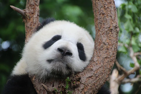 上海の上海動物園