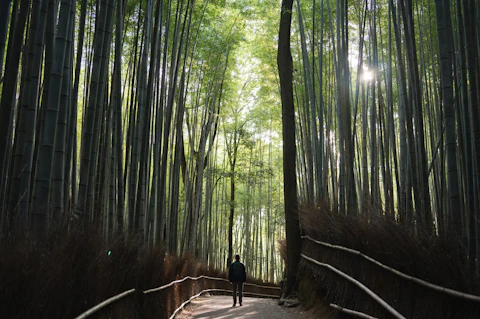 京都の竹林の小径