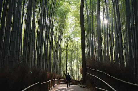竹林の小径
