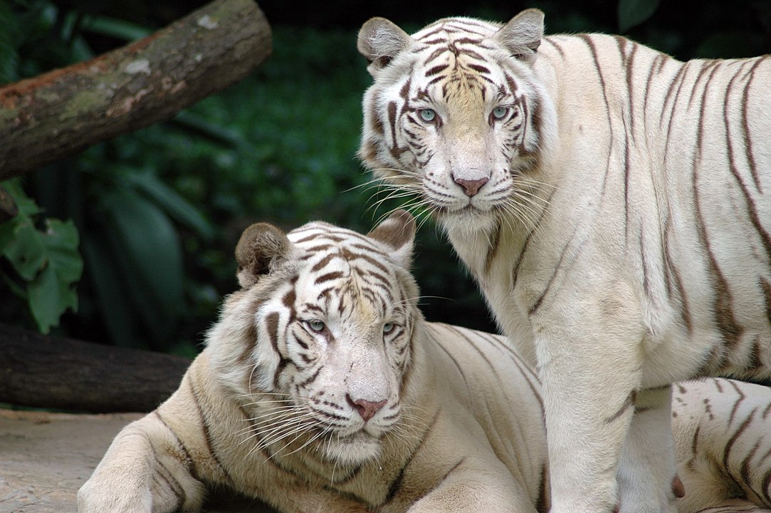 シンガポール動物園は人気の観光スポット！アクセスや見どころなどを