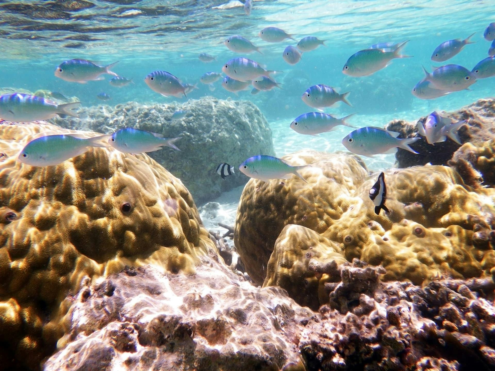 グアムのシュノーケリングでおすすめスポット6選!見られる魚や注意点も紹介