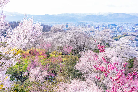 福島の花見山公園