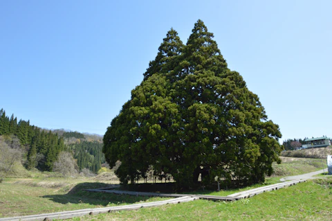 山形の小杉の大杉