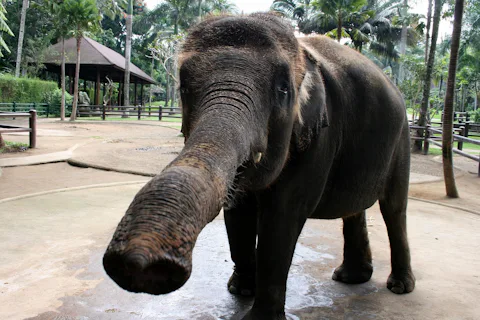 バリのエレファントサファリパーク