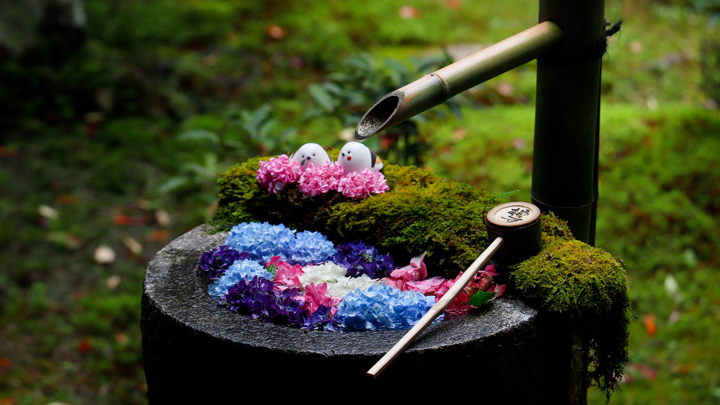 美しい花手水で話題!楊谷寺(柳谷観音)の見どころや拝観情報をガイド