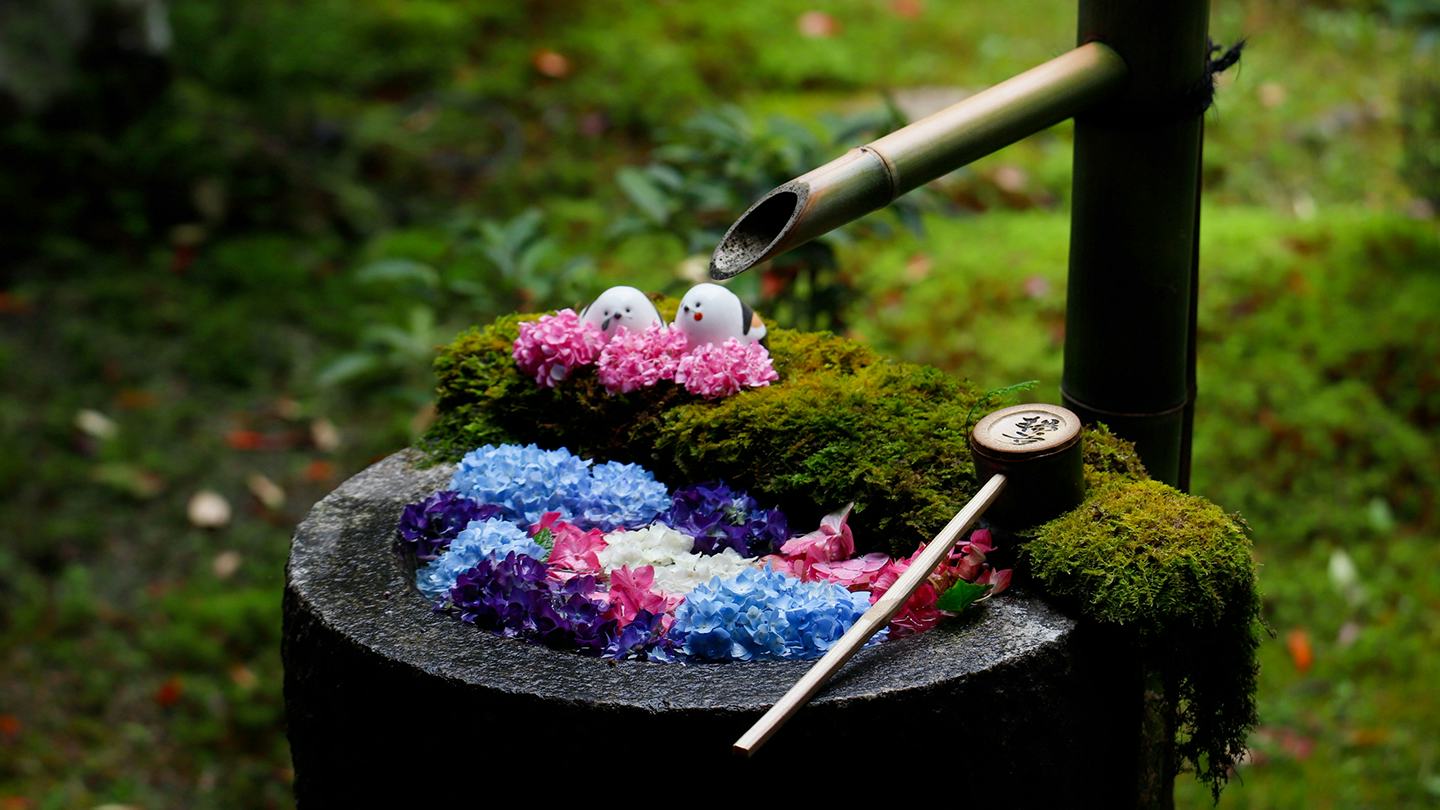 美しい花手水で話題!楊谷寺(柳谷観音)の見どころや拝観情報をガイド