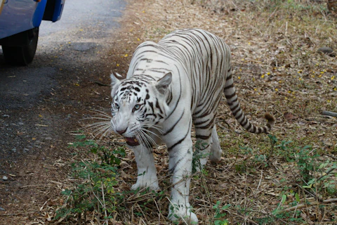 バンガロールのバナーガッタ国立公園