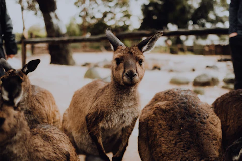 メルボルンのメルボルン動物園