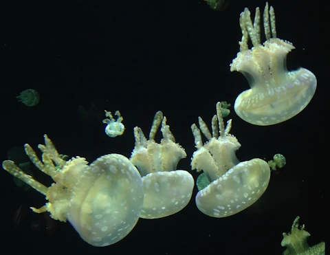 カナダのバンクーバー水族館