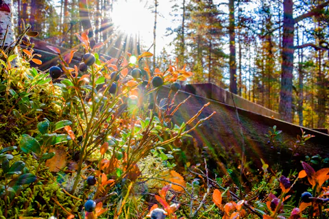 ロヴァニエミのウルホ・ケッコネン国立公園