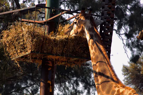 ヨハネスブルグ動物園