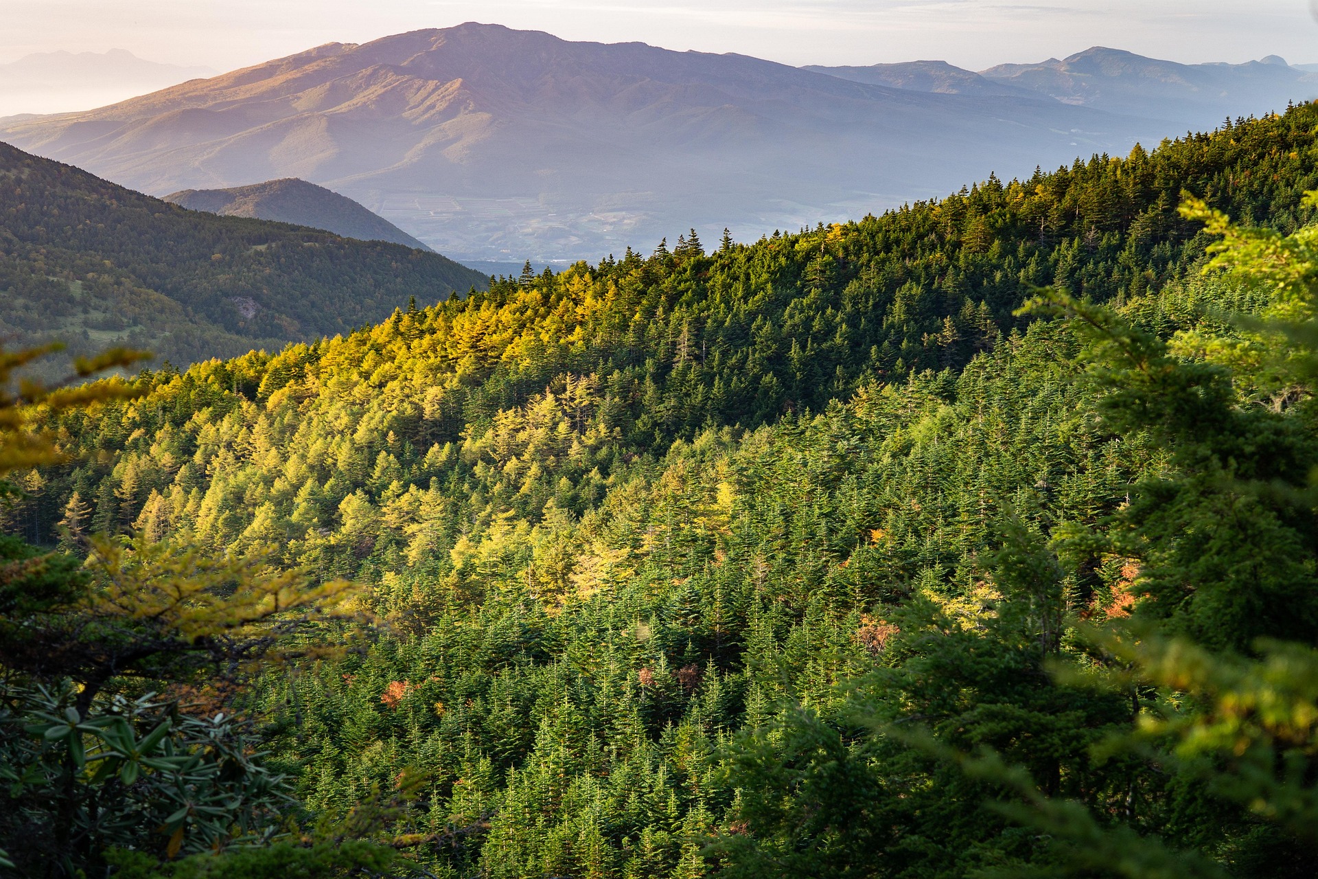 ニンバ山厳正自然保護区