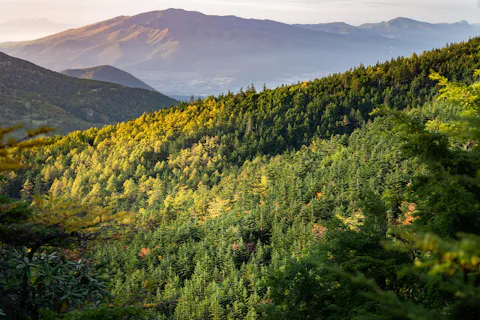 ニンバ山厳正自然保護区