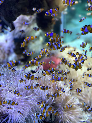 モナコのモナコ海洋博物館