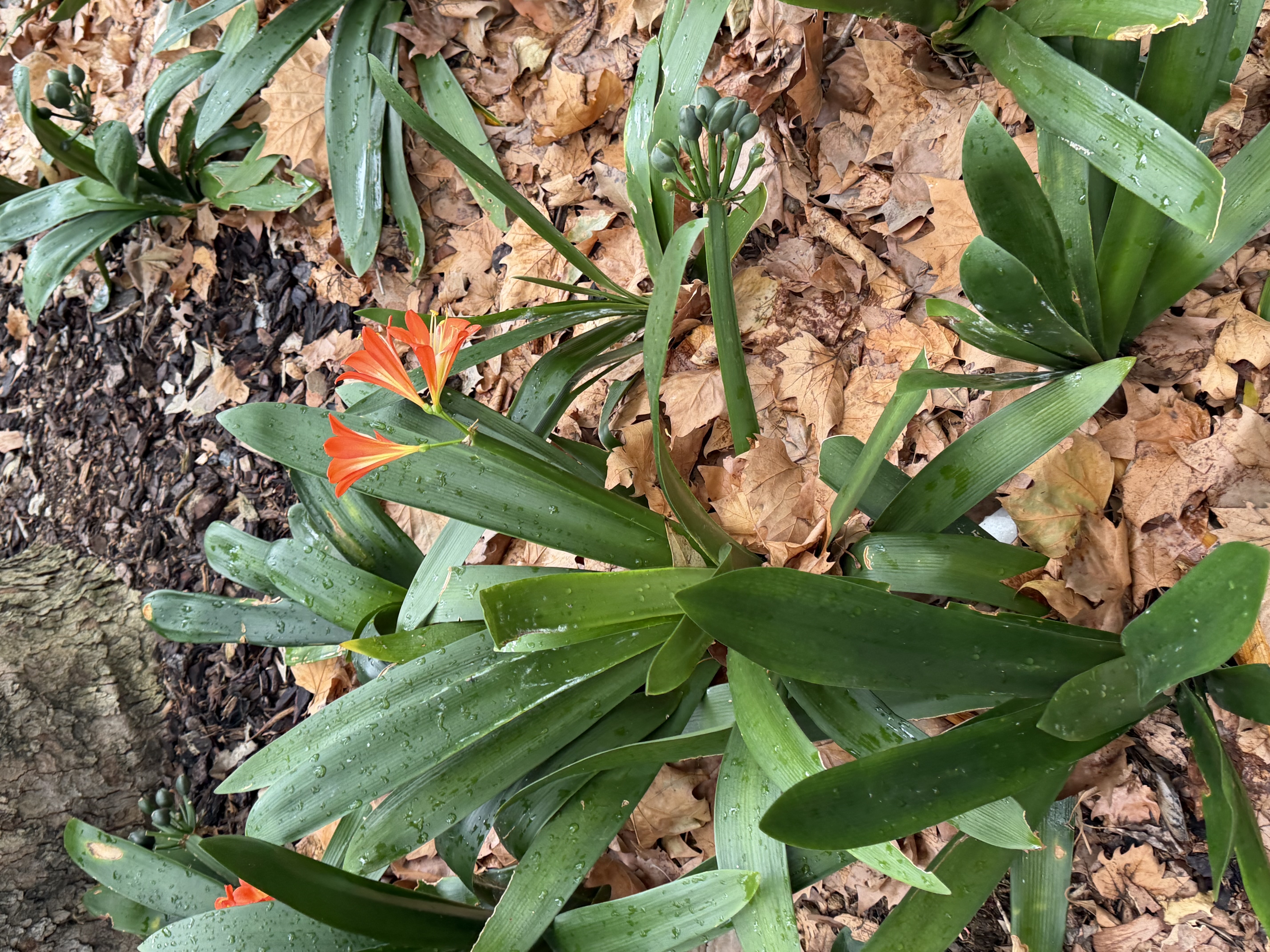 オーストラリア通信①