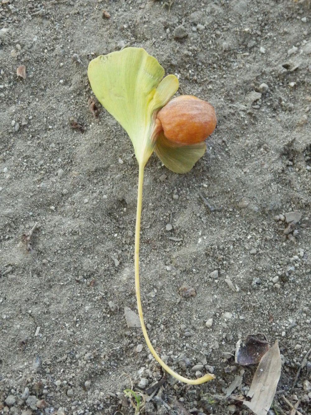 データベース | 亀岡市文化資料館