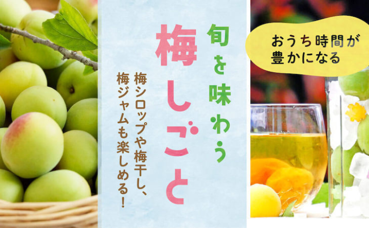 梅（うめ）の通販・お取り寄せ商品｜果物｜ポケットマルシェ
