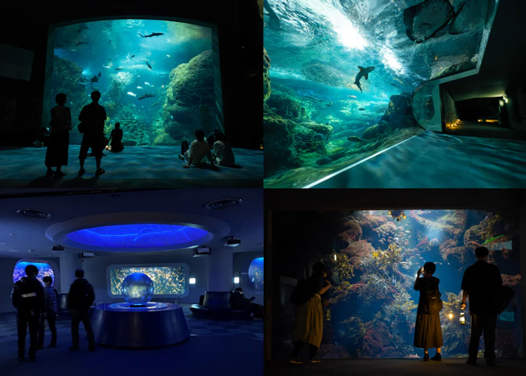 江ノ島水族館 ダークアクアリウム 新江ノ島水族館で夜の生態観察イベント『DarkAquarium－ダーク