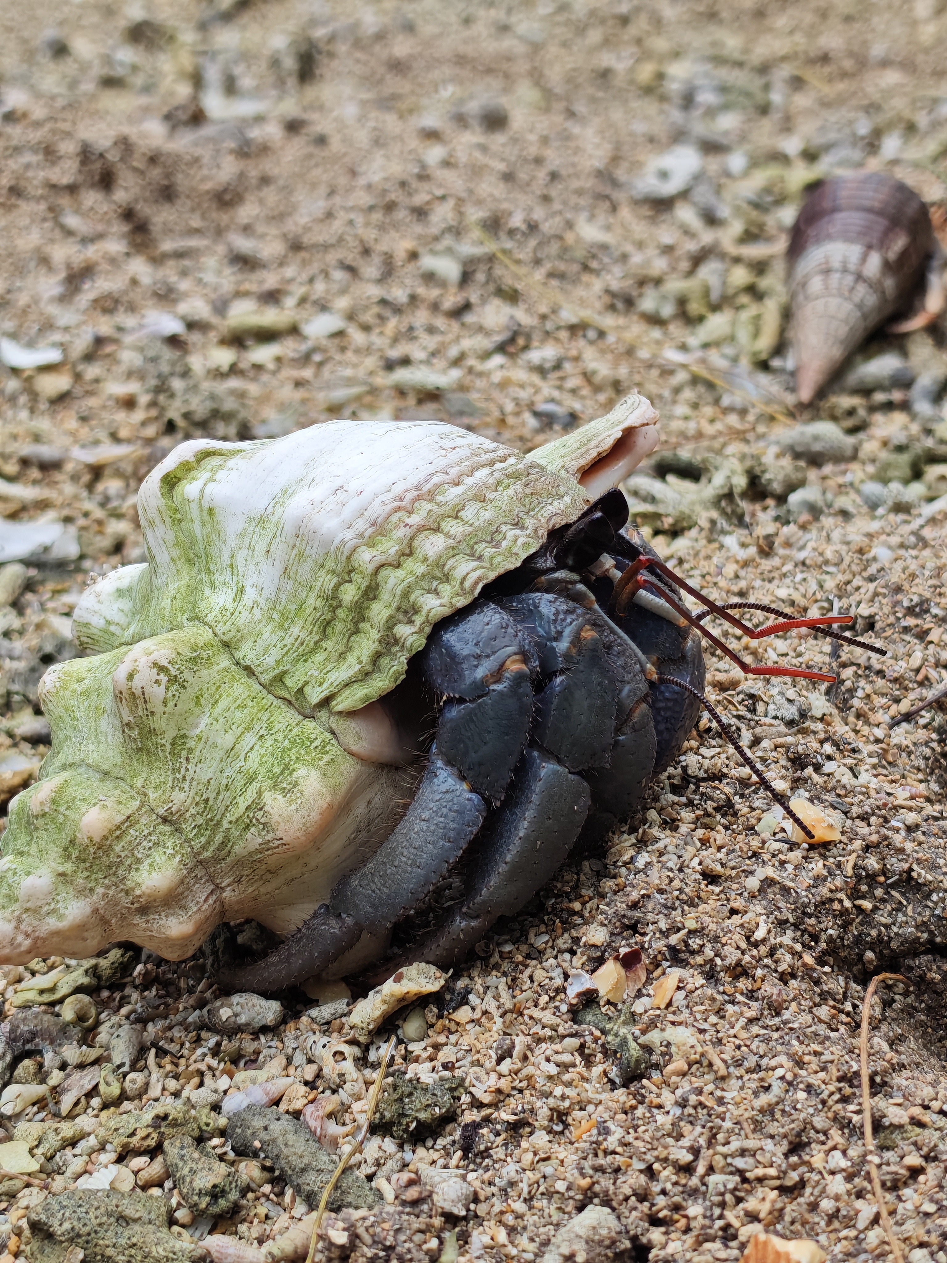 コムラサキオカヤドカリ先輩