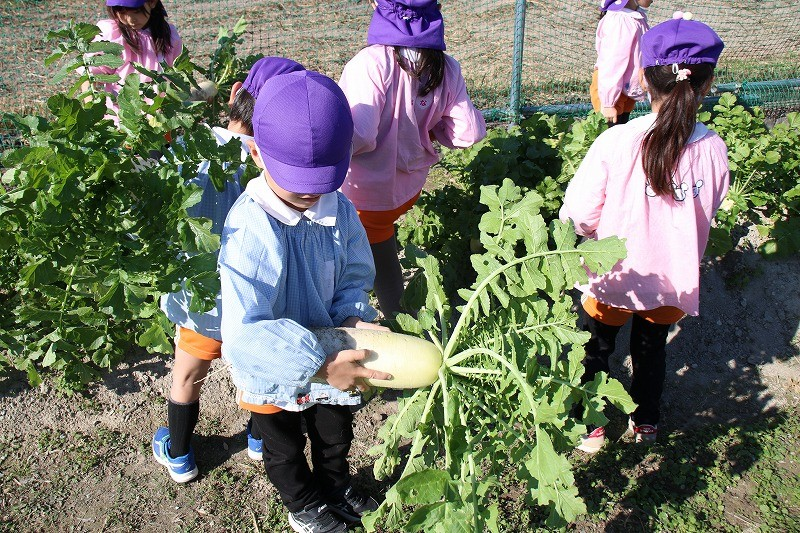 野菜づくりをしている様子