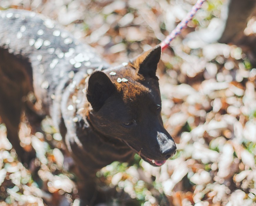 家族でいつもの森へ。