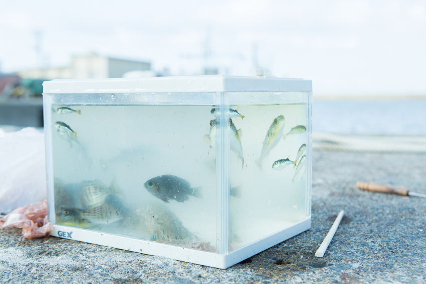 青森県鰺ヶ沢町（あじがさわ）