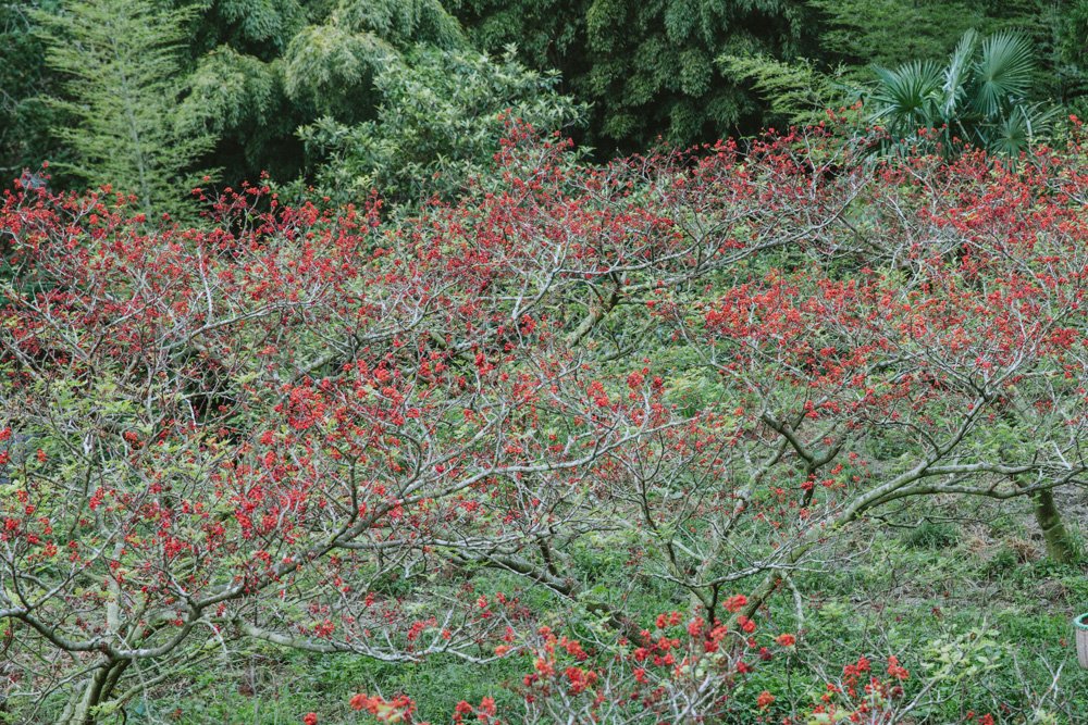 【連載】dancyu 『食の絶滅危惧種』
