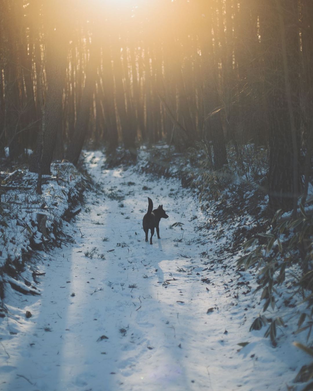 まっさらな道で