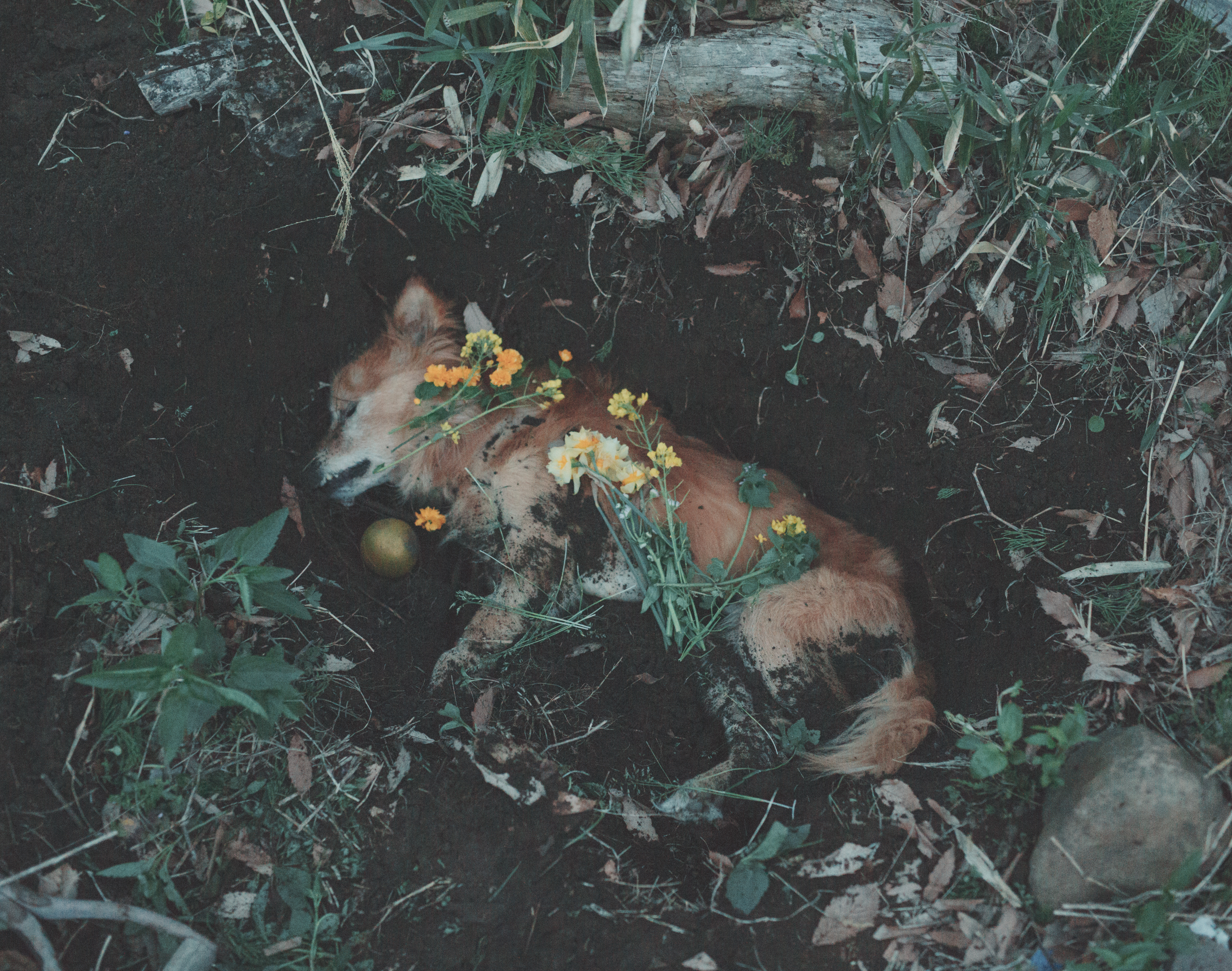 続　日々の隙間　2018