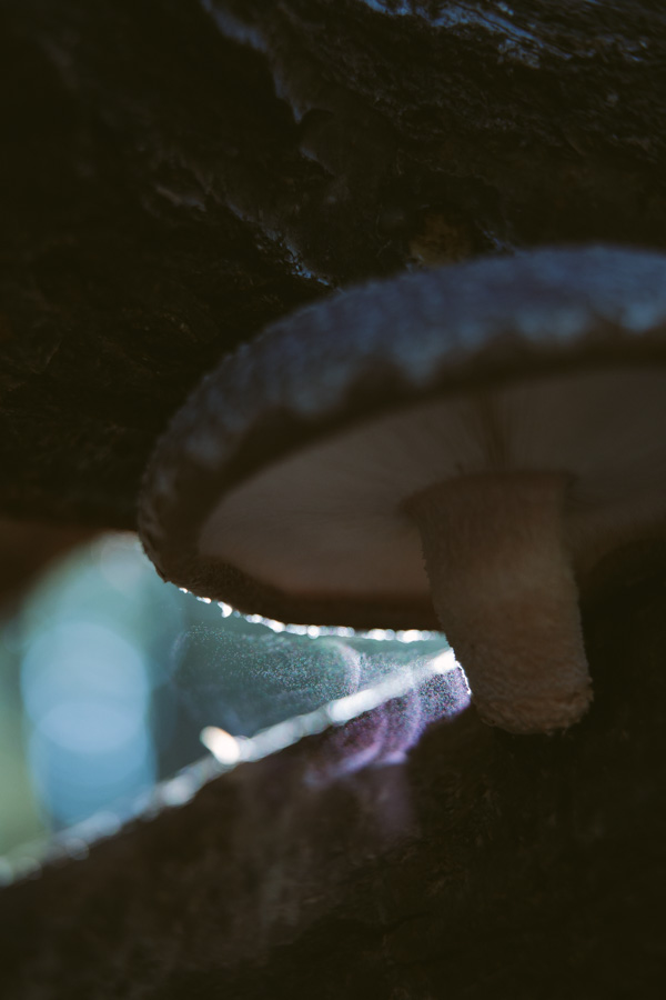 【連載】dancyu 『食の絶滅危惧種』