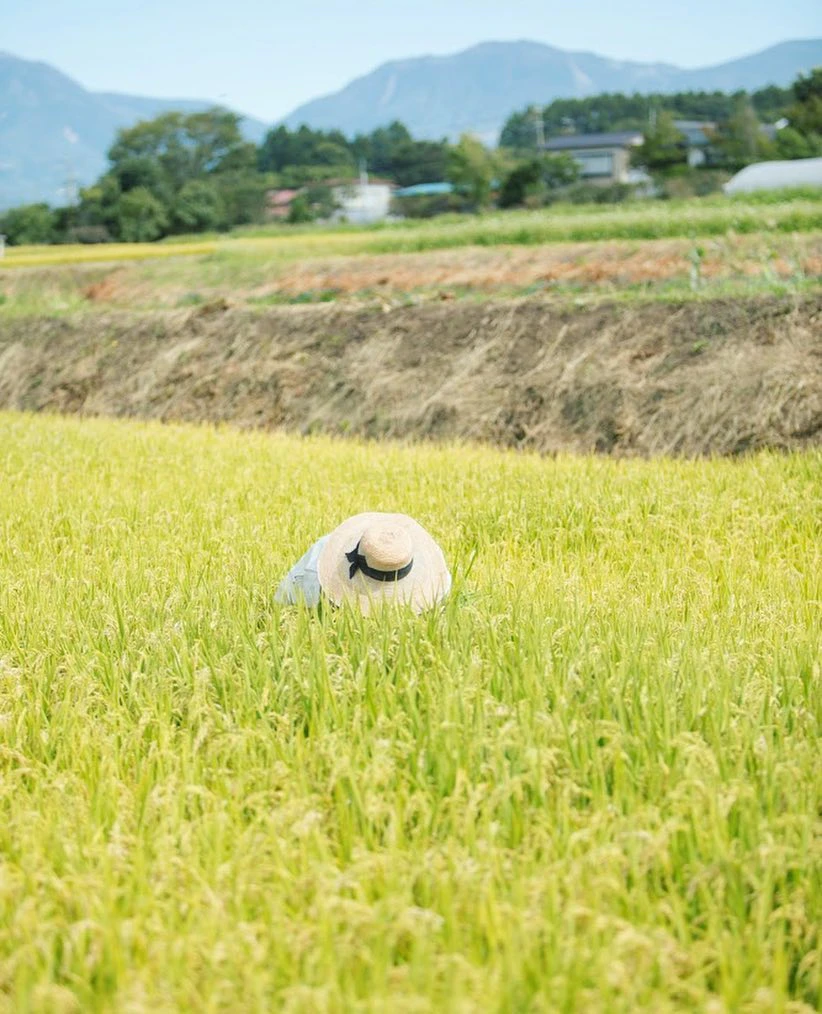 麦わら帽子