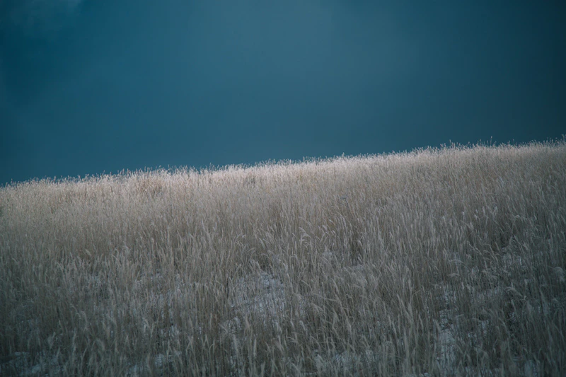 年の瀬の八島湿原