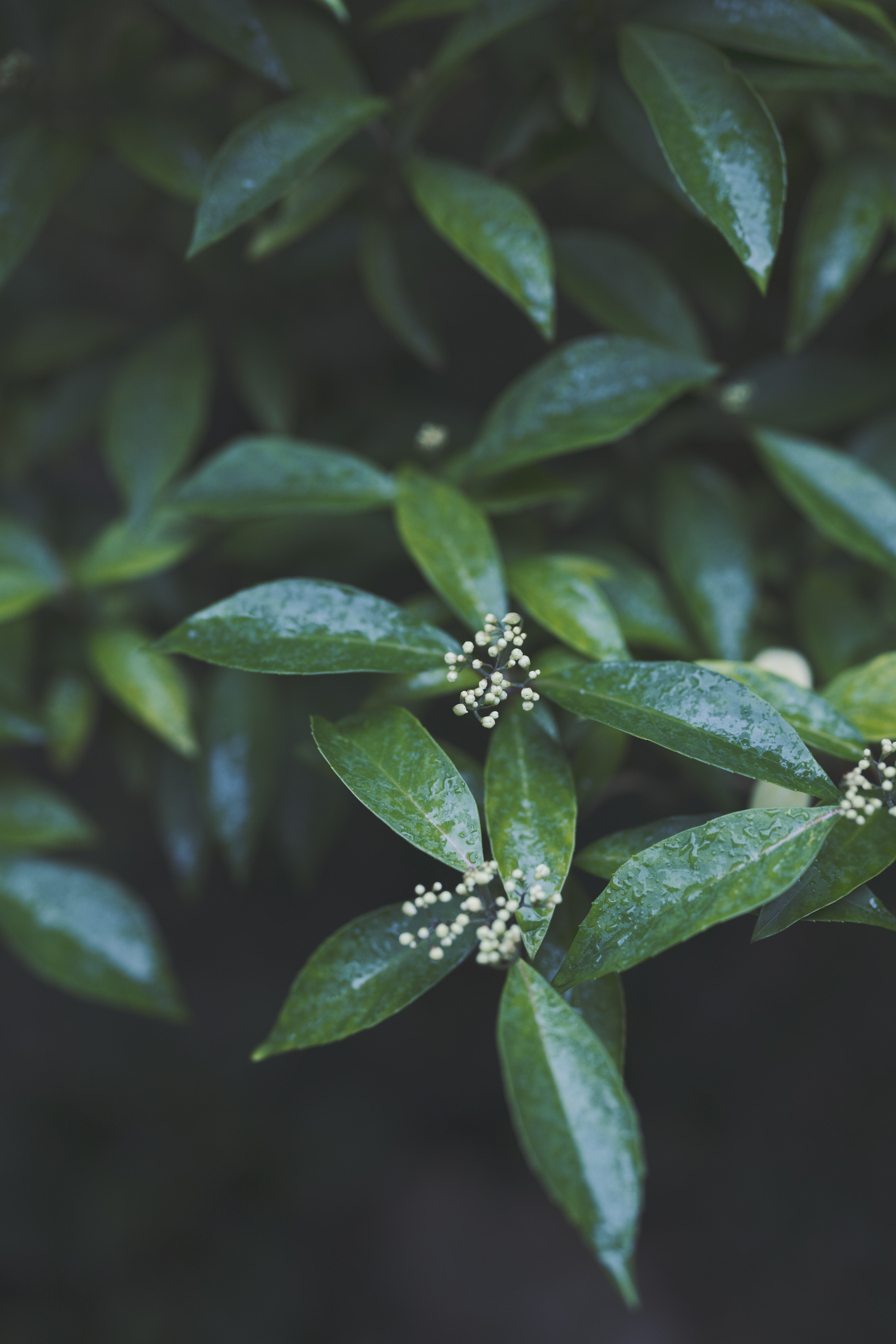 Jurgen Lehl & Babaghuri 2022 summer Collection