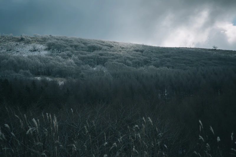 年の瀬の八島湿原