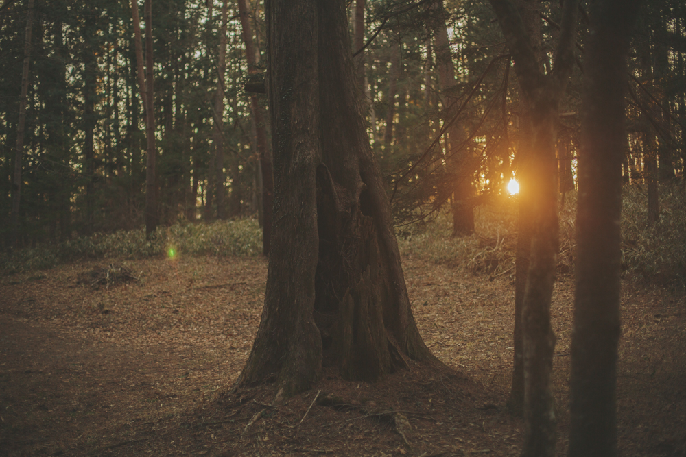 森で過ごす日々。