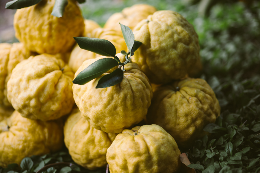 【連載】dancyu 『食の絶滅危惧種』