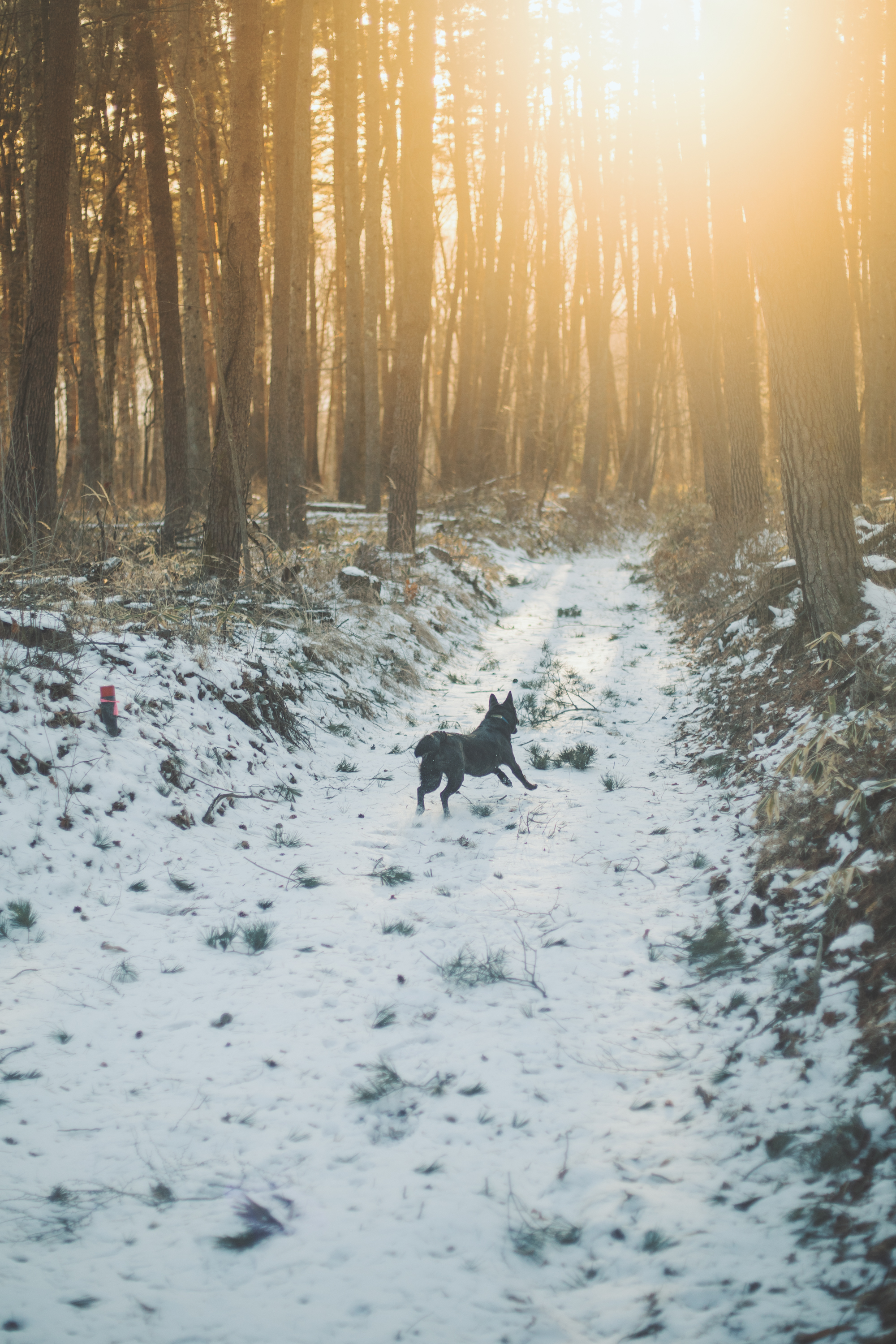 暮しの手帖　トビラ