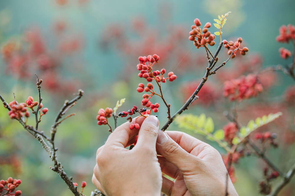 【連載】dancyu 『食の絶滅危惧種』