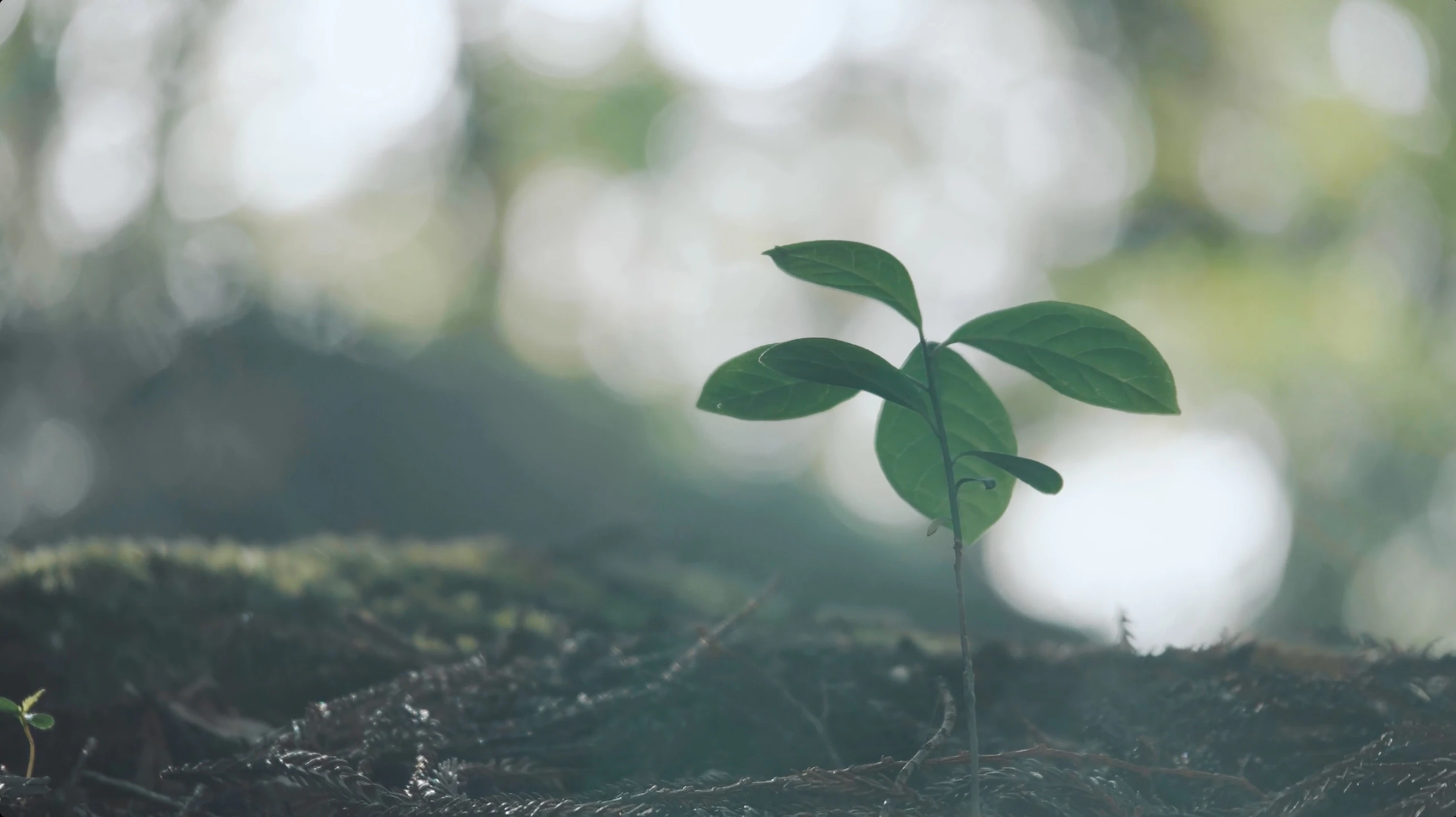 七賢 水のゆくすえ