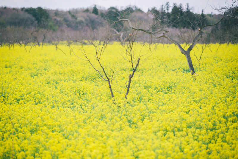 四万騎農園の春。