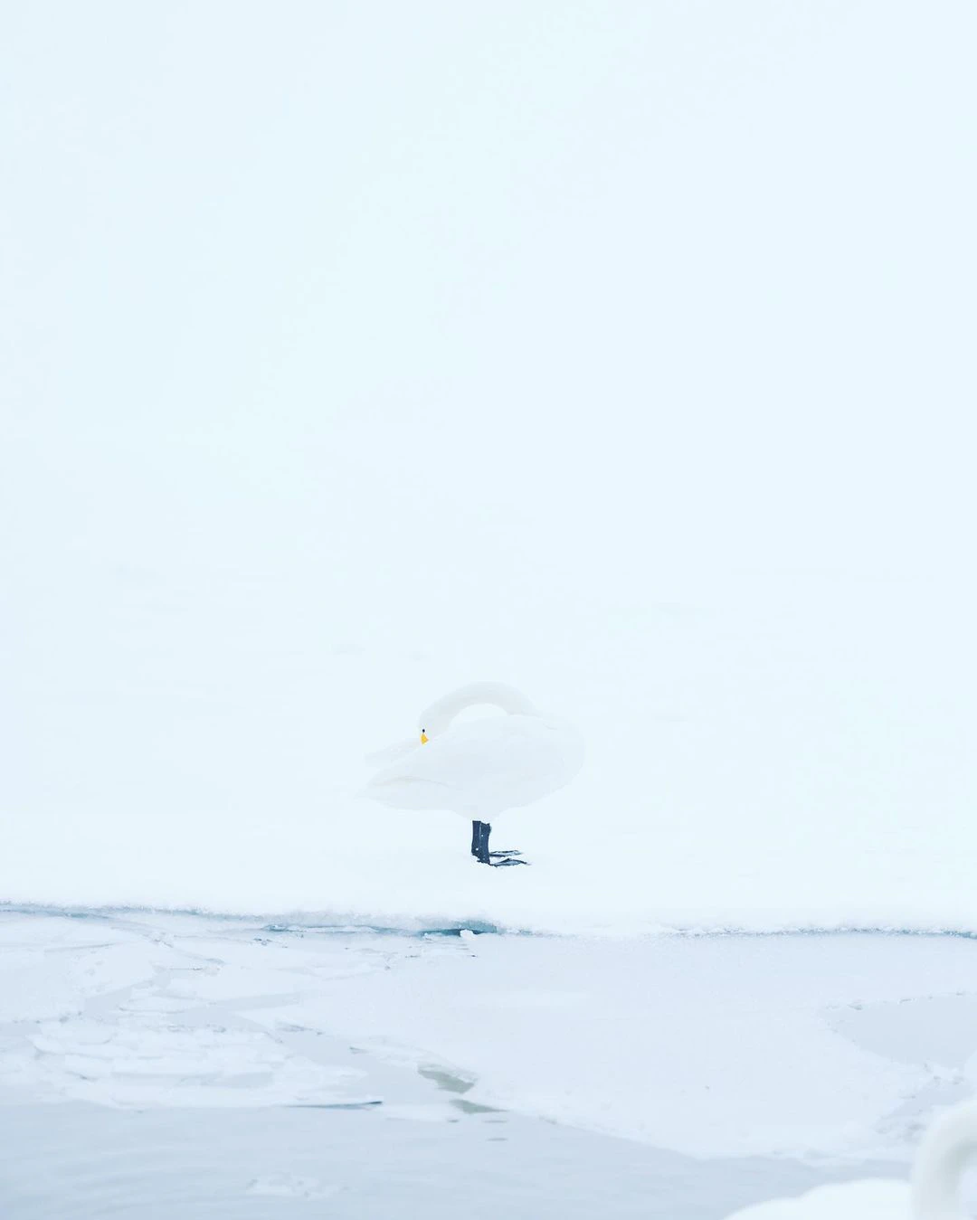 白