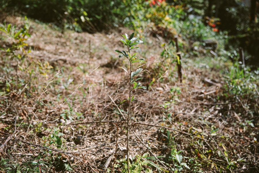 【連載】dancyu 『食の絶滅危惧種』