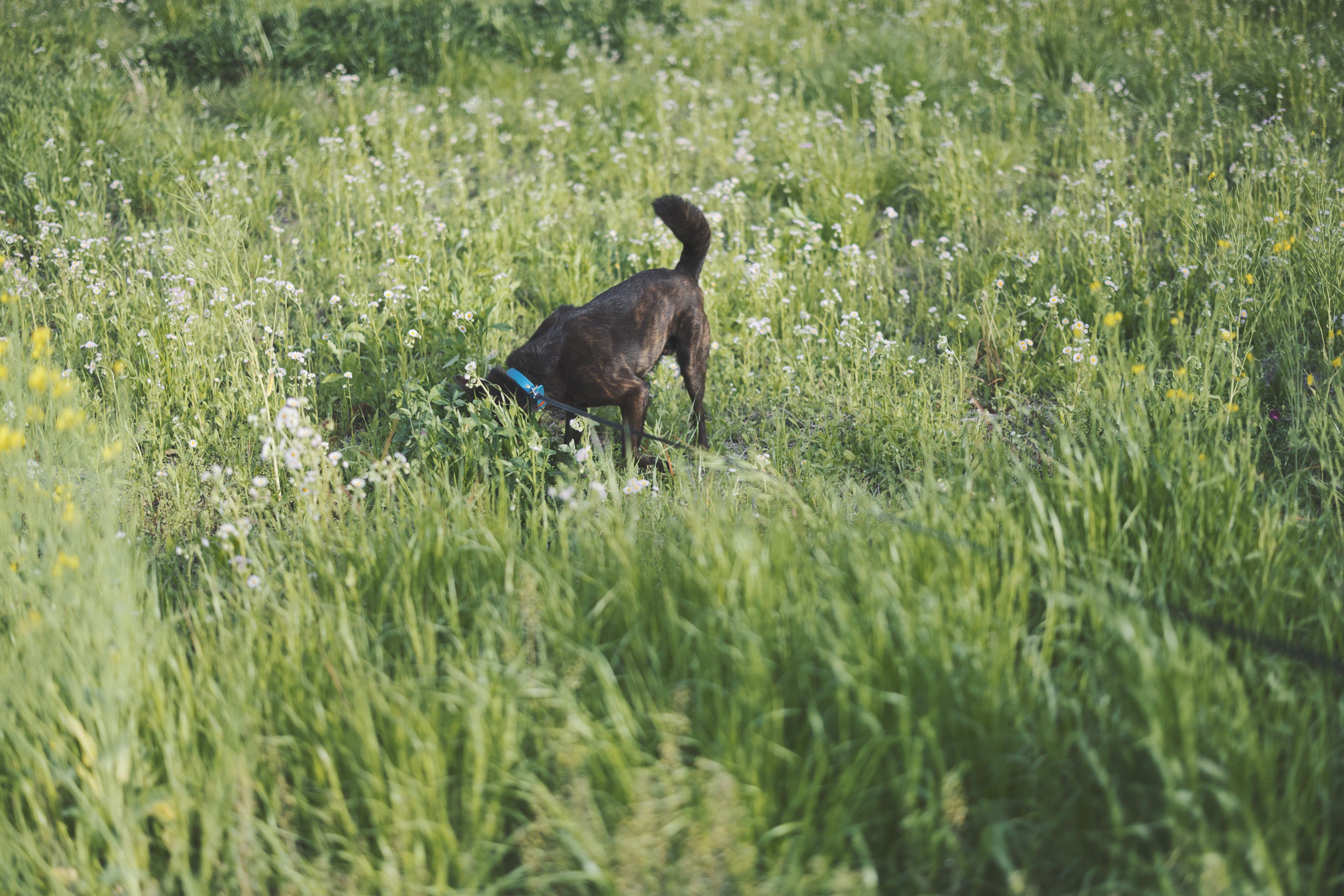 自己主張する犬
