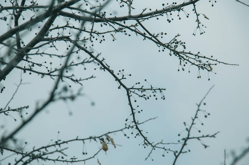 年の瀬の八島湿原