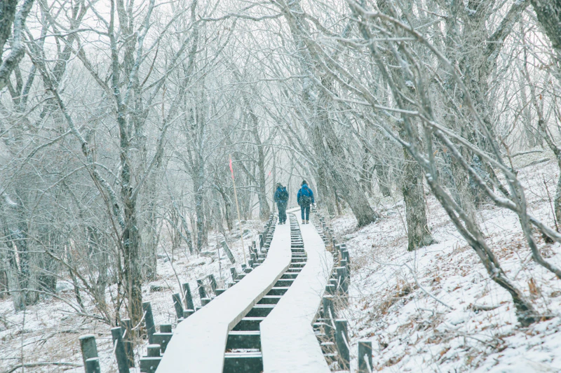 年の瀬の八島湿原