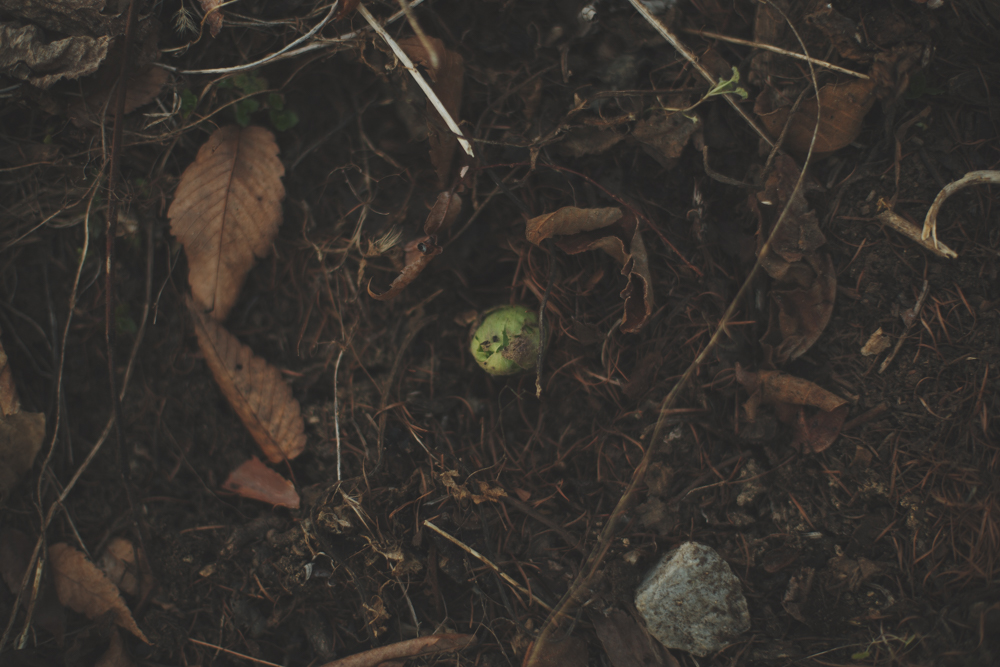 森で過ごす日々。
