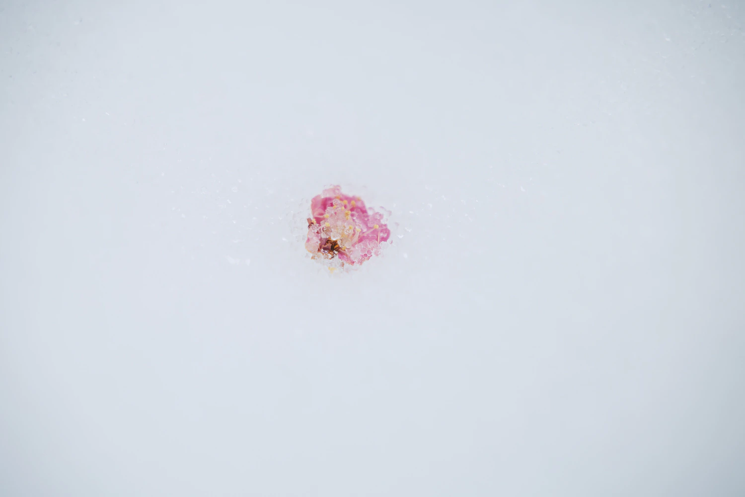 3月の雪
