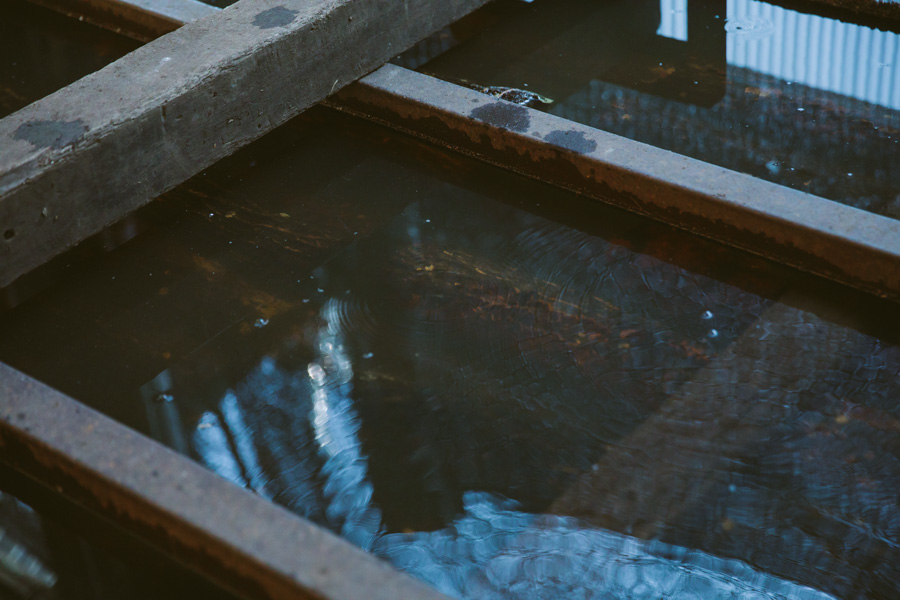 【連載】dancyu 『食の絶滅危惧種』