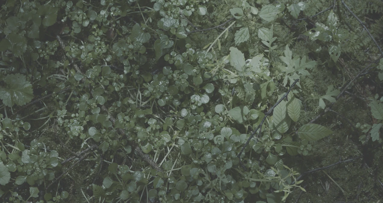 森ゆに「山の朝霧」MV