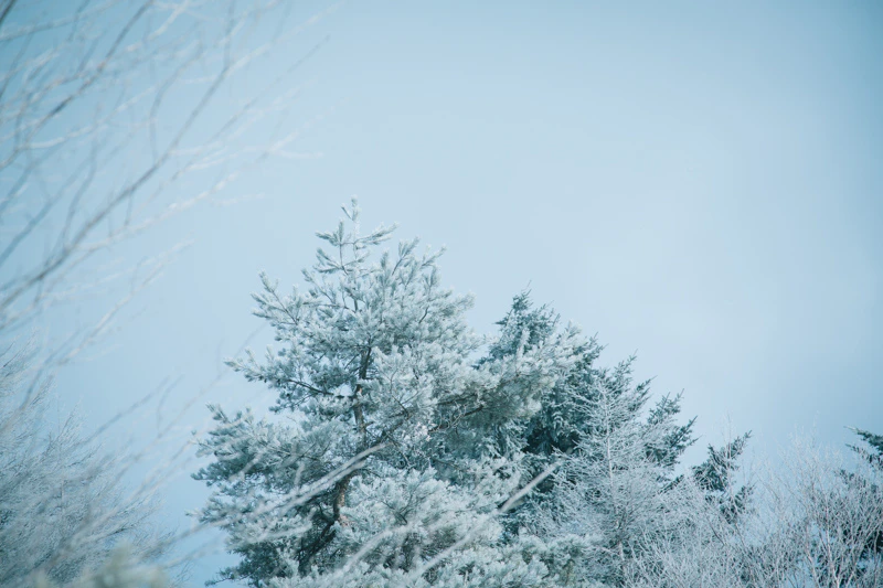 年の瀬の八島湿原